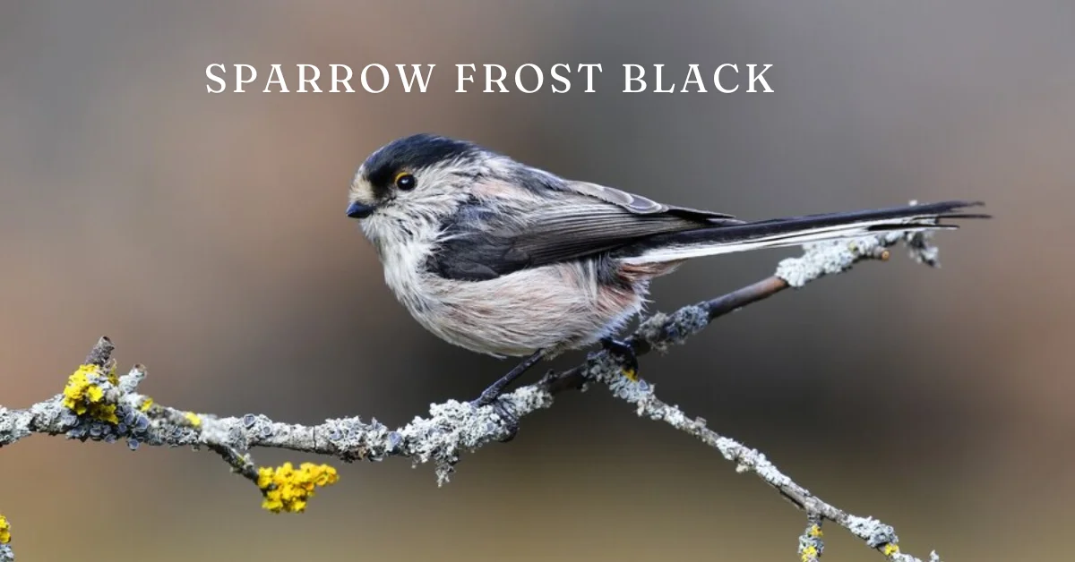 sparrow frost black